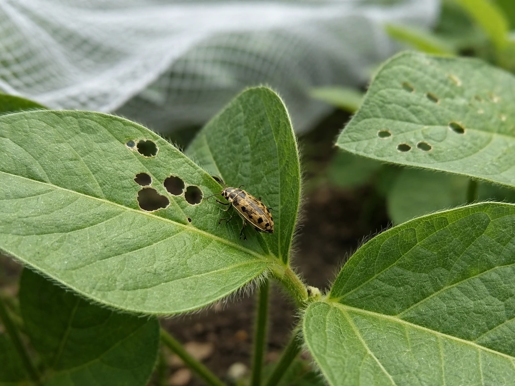 Bean leaf beetle on edamame leaves with visible chew holes and protective garden netting in soft daylight.