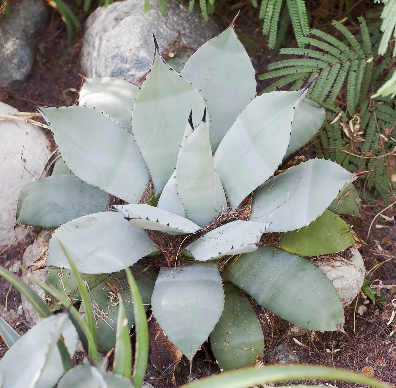 Can You Grow Agave in California? Best Species, Care, Zones